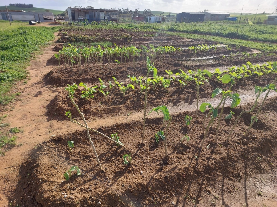 0 Bedroom Property for Sale in Moorreesburg Western Cape